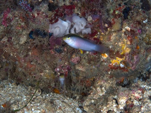 Painted Dottyback