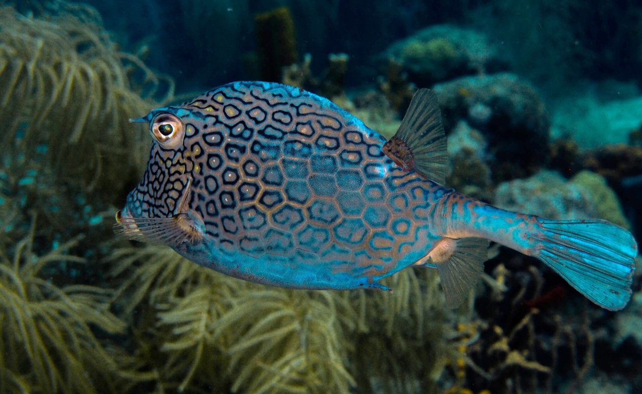 Honeycomb Cowfish