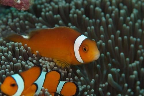 Thielle's Clownfish