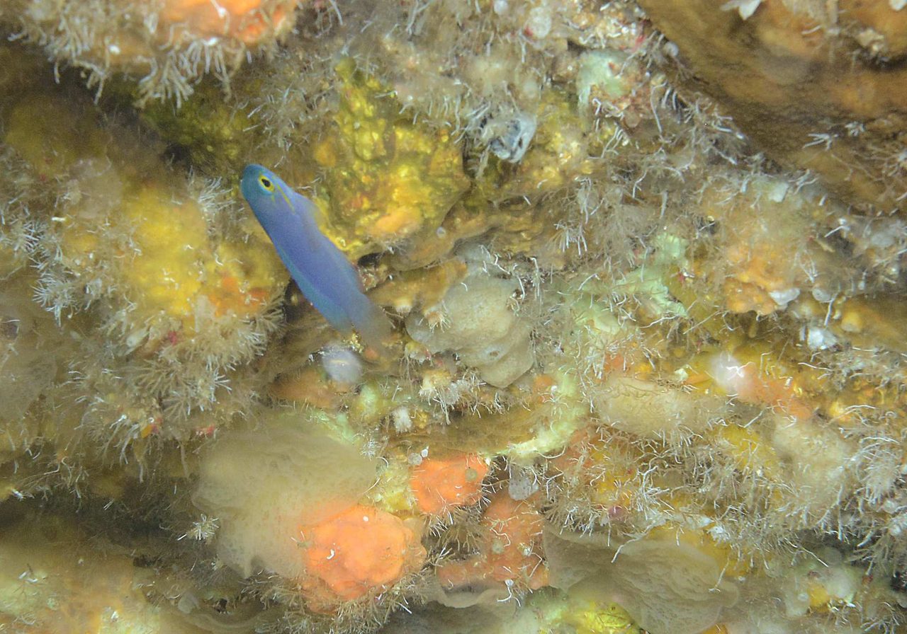 Yellowlined Basslet