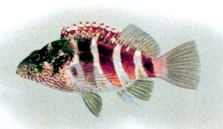 Blood Red Hawkfish