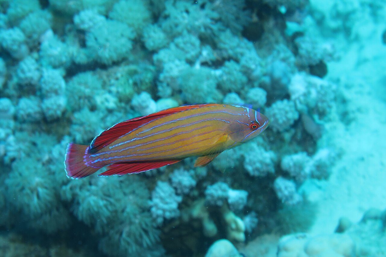 Eightline Flasher Wrasse