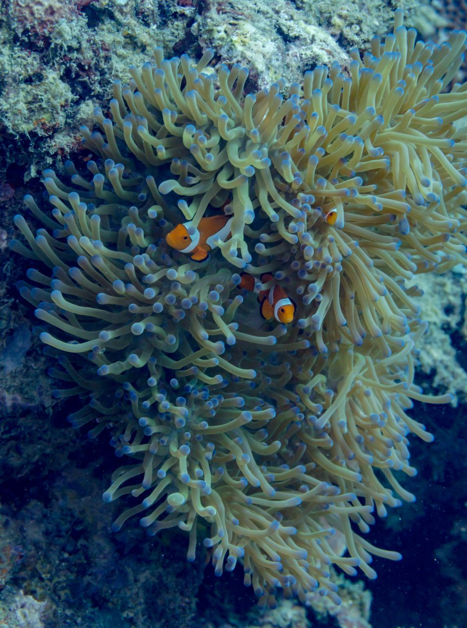 Black Storm Clownfish