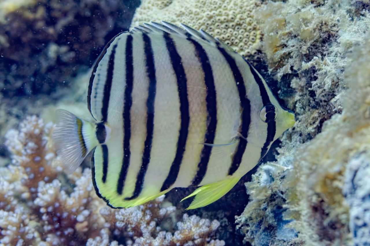 Eight-banded Butterflyfish