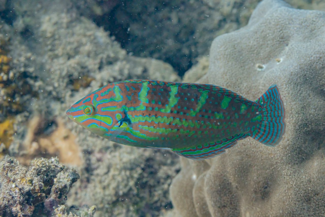 Pearly Wrasse