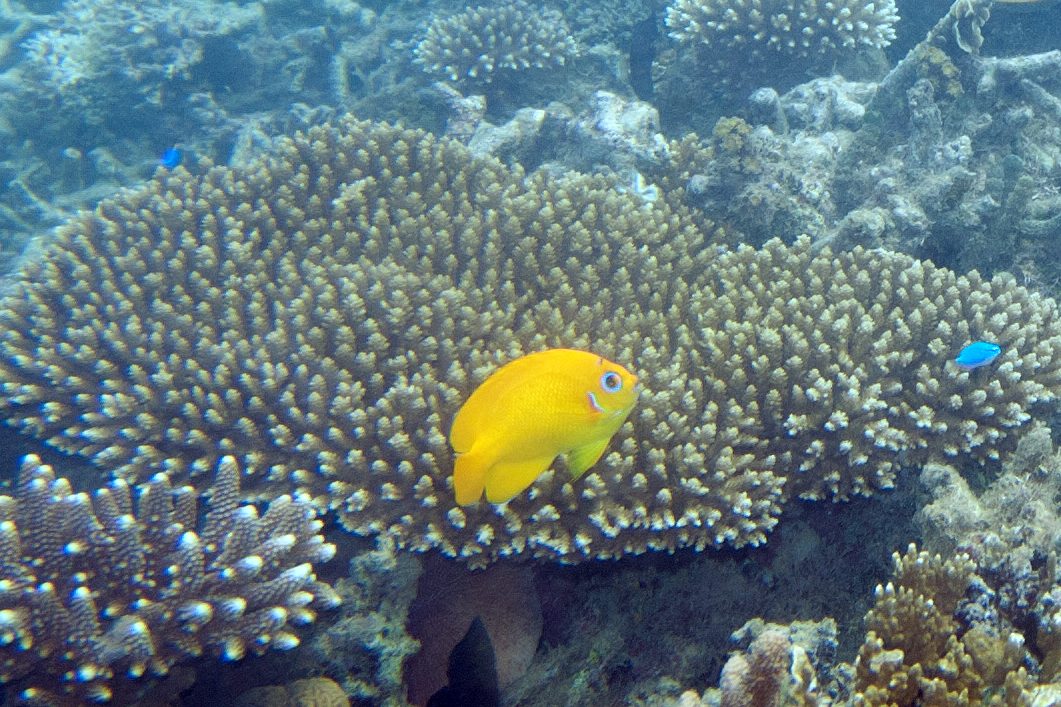 Lemonpeel Angelfish