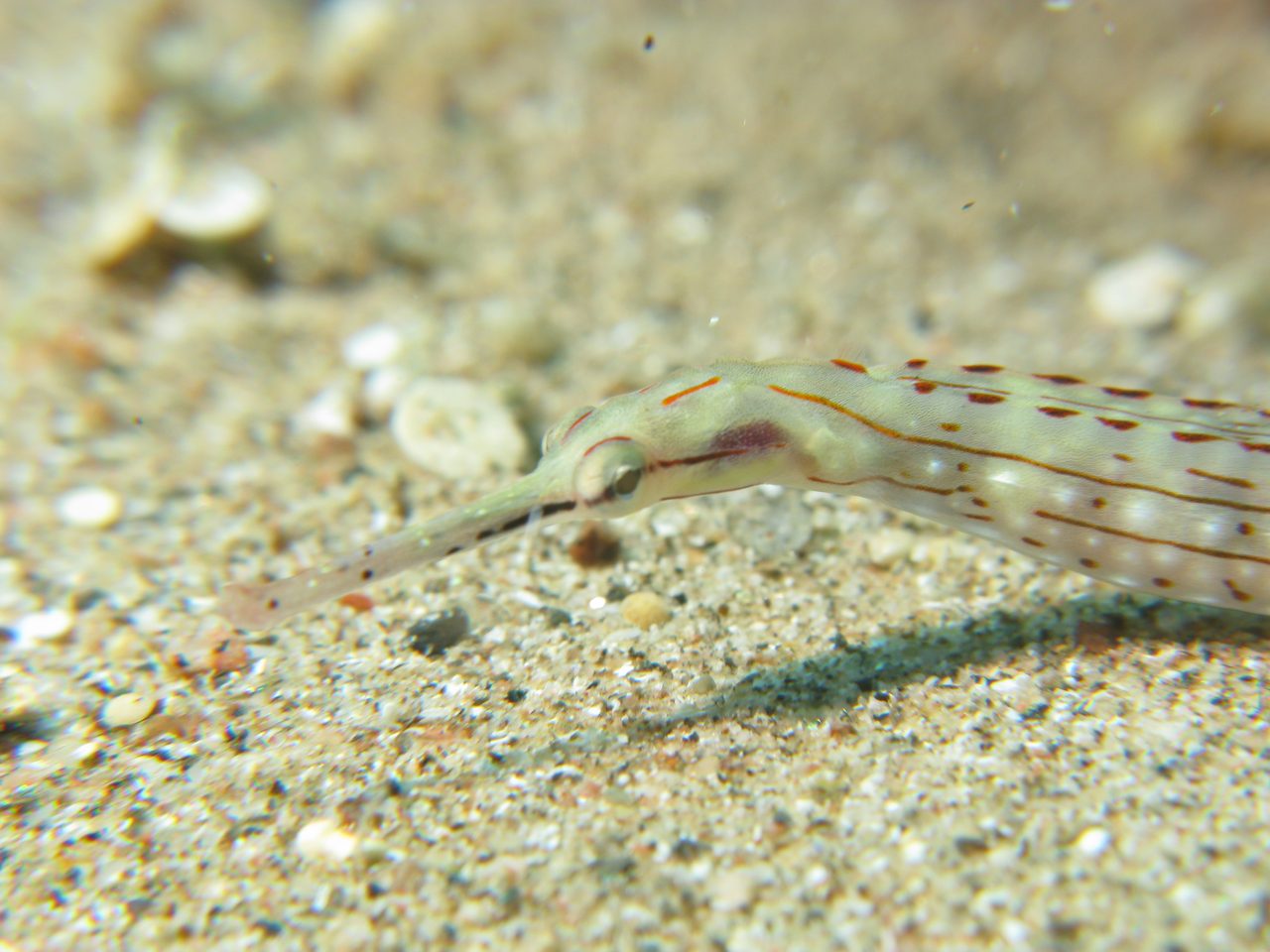Schultz's Pipefish