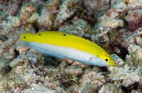 Yellow & Purple Wrasse