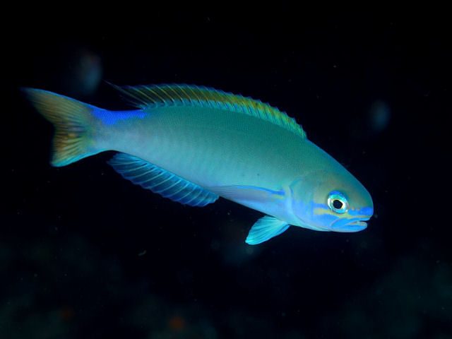 Randall's Tilefish
