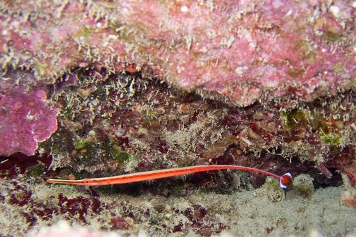 Red-Striped Pipefish