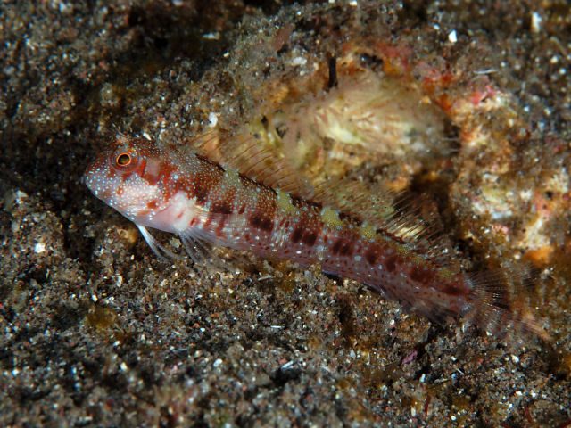 Dark-Barred Blenny