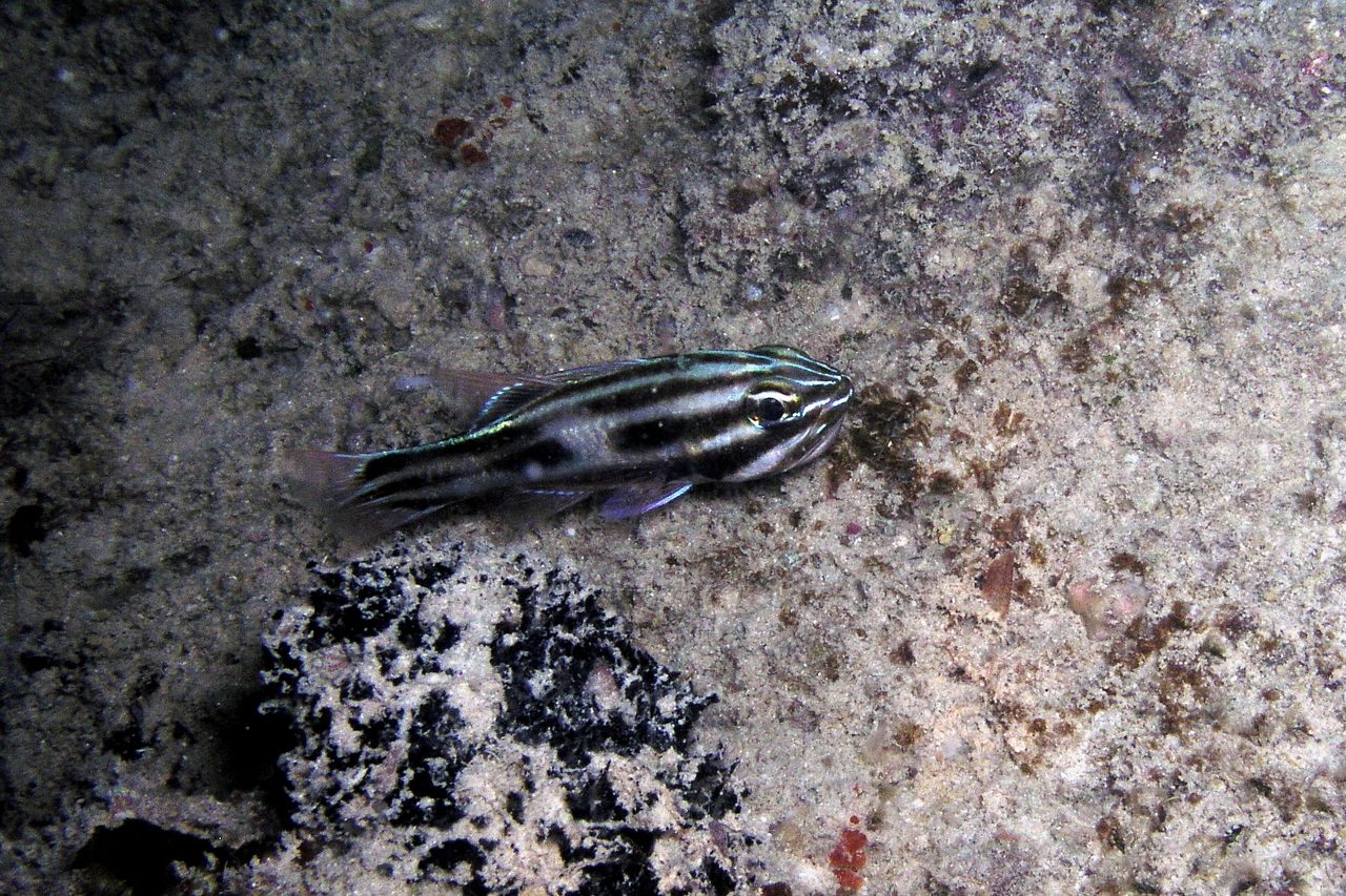 Seven-Striped Cardinalfish