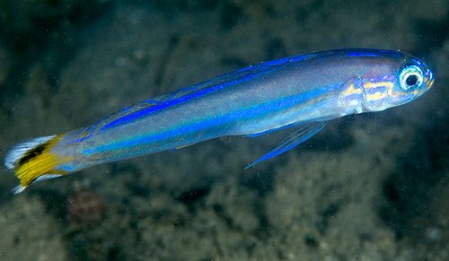 Flagtail Dartfish