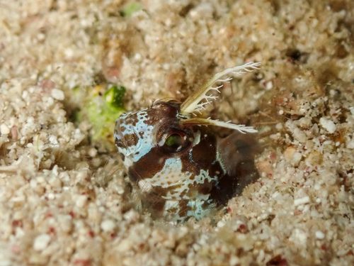 Horned Blenny