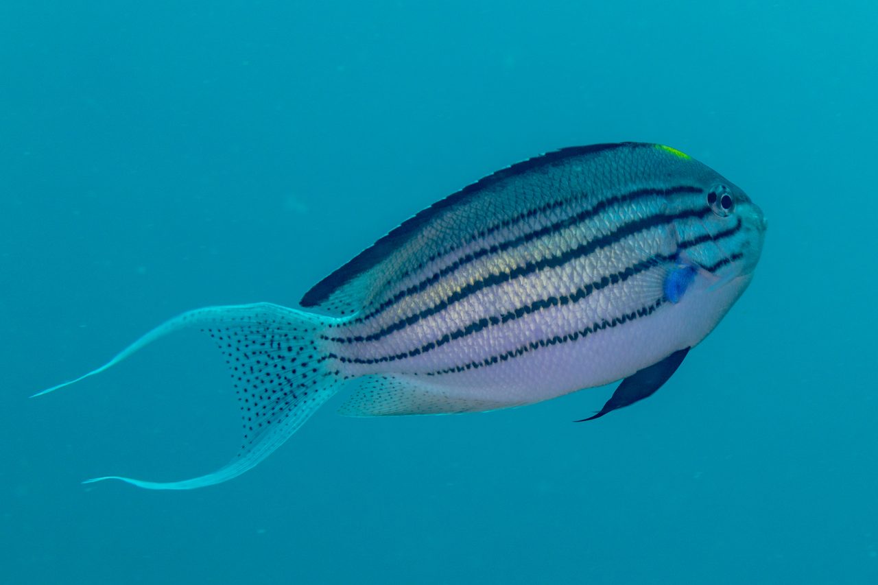 Lamarck's Angelfish
