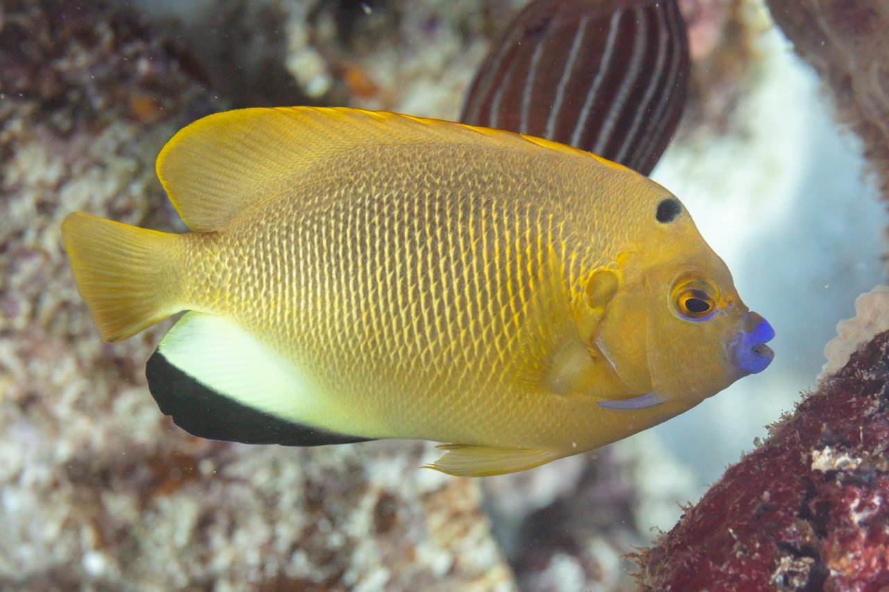 Three-Spot Angelfish