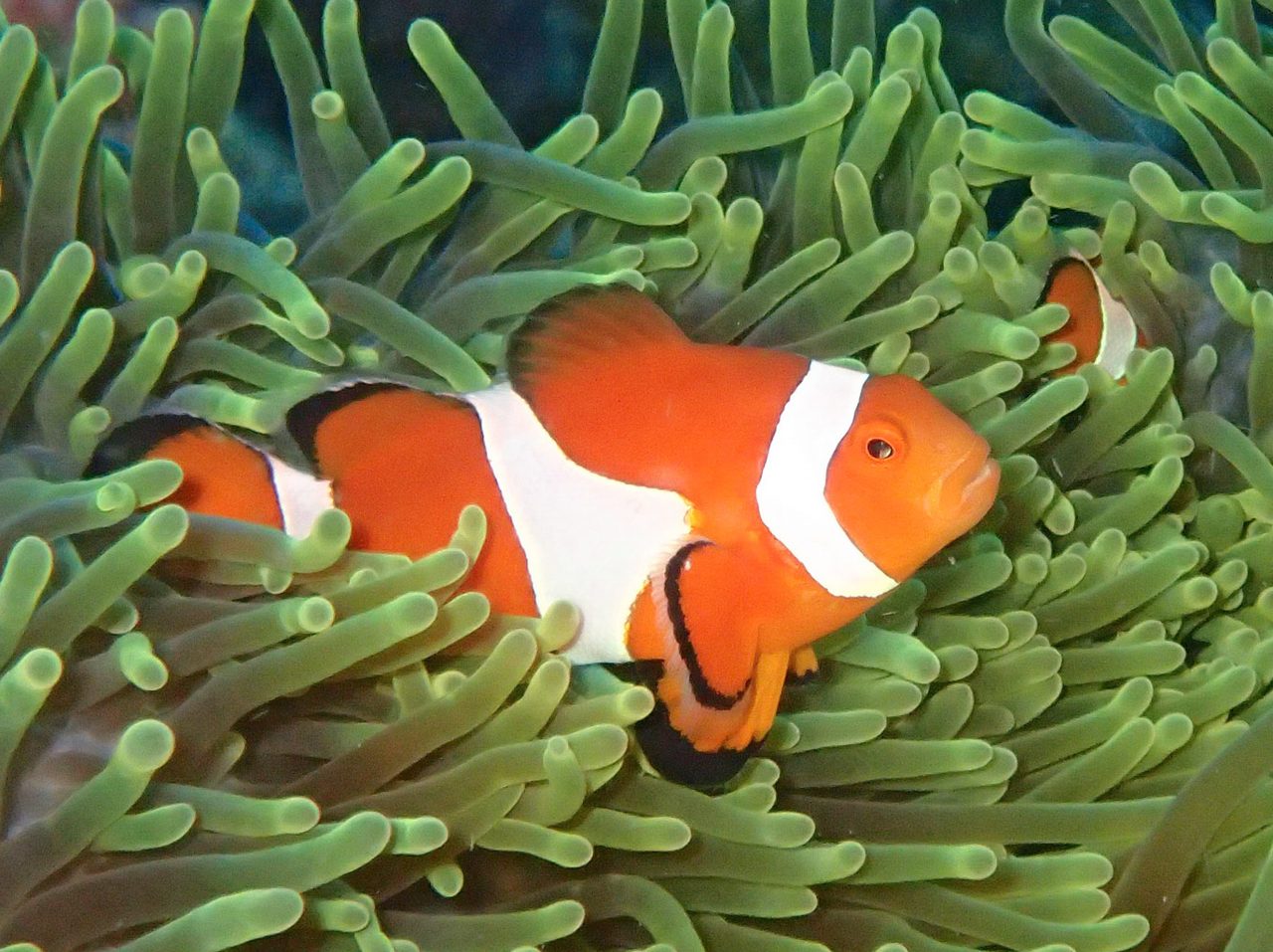 Zombie Ocellaris Clownfish