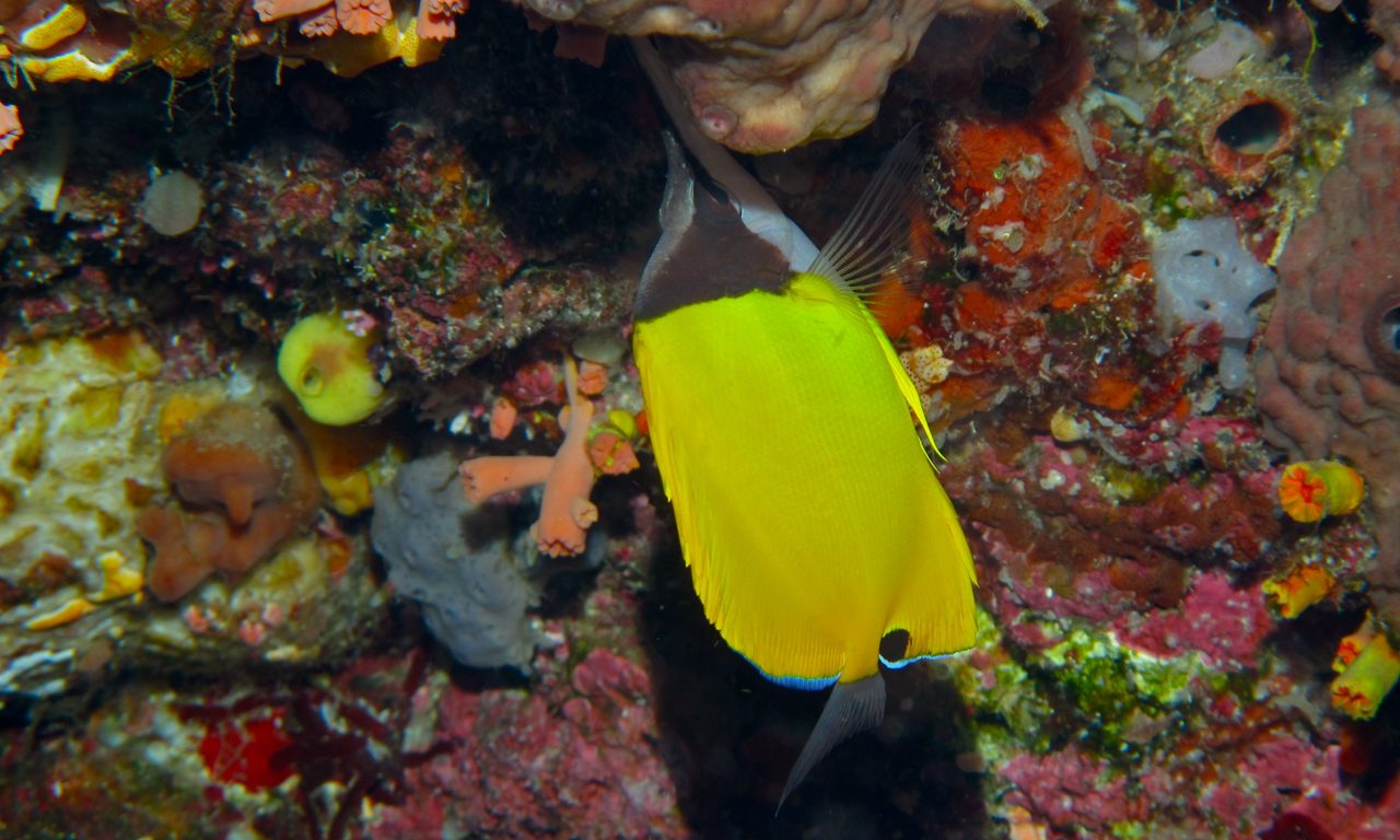Very-Long-Nosed Butterflyfish