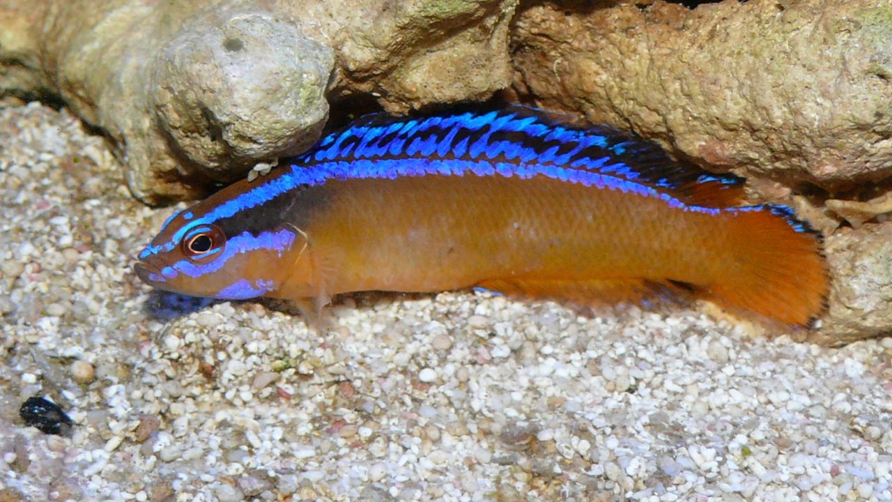 McCulloch's Dottyback