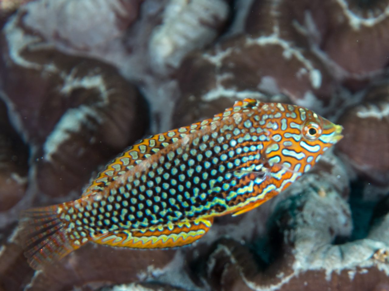 Ornate Leopard Wrasse EXPERT ONLY