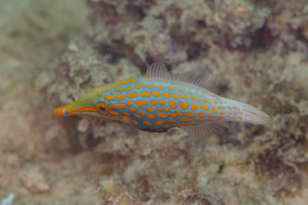 Harlequin Filefish