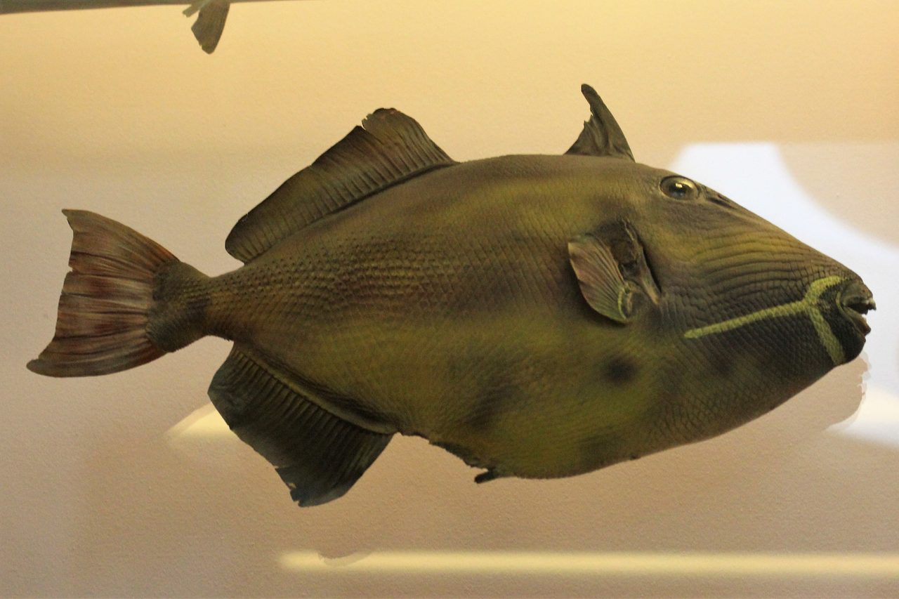 Bridled Triggerfish