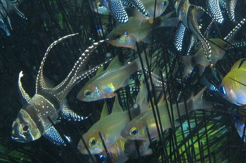 Gilbert's Cardinalfish