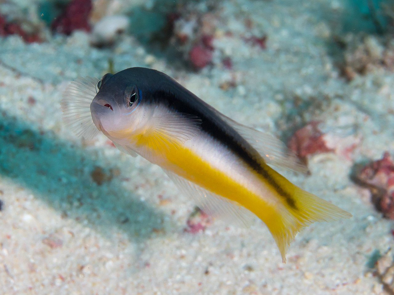 Ammer's Dottyback