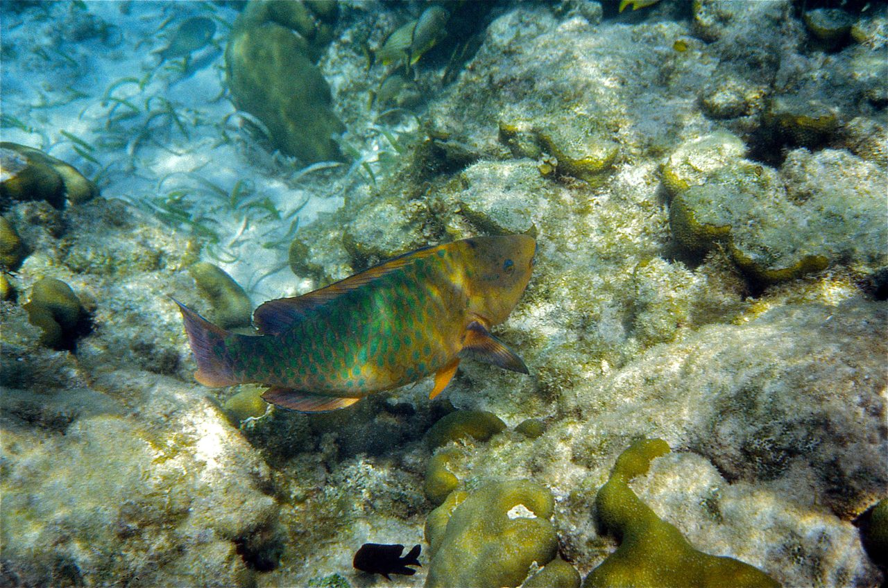 Rainbow Parrotfish