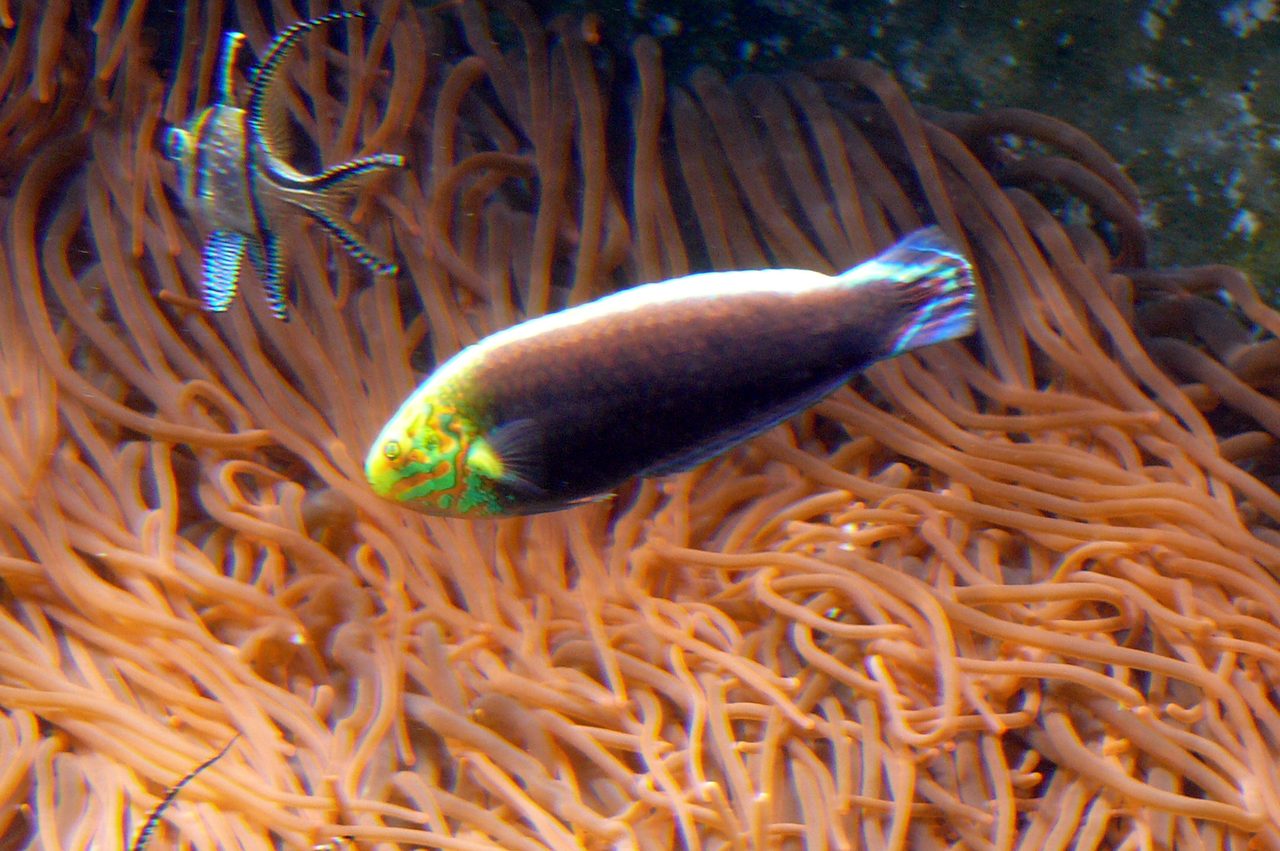 Radiant Wrasse