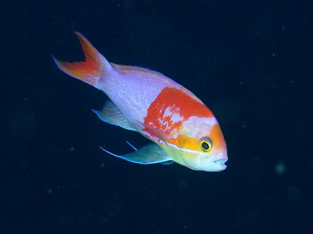Elongate Anthias