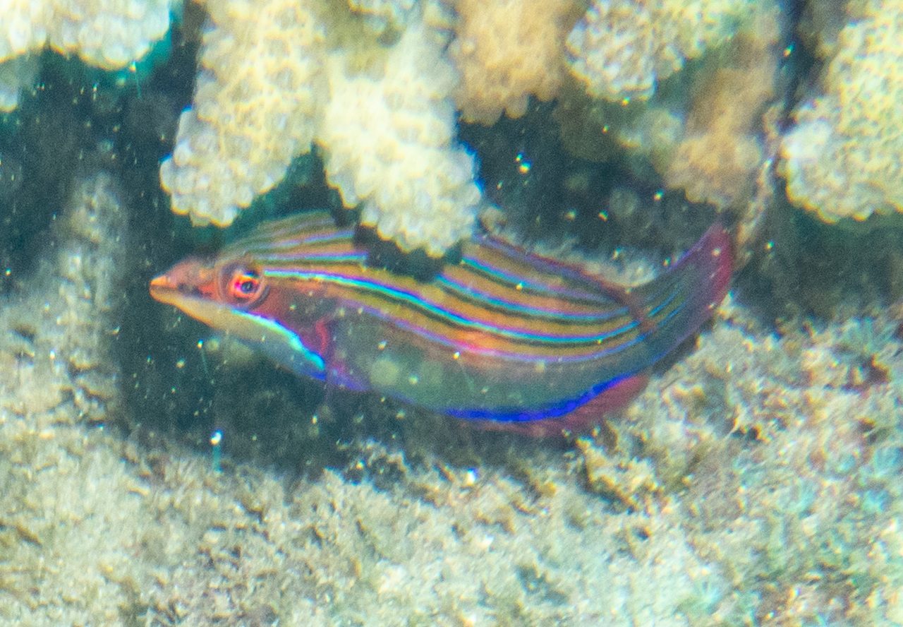 Four Line Wrasse