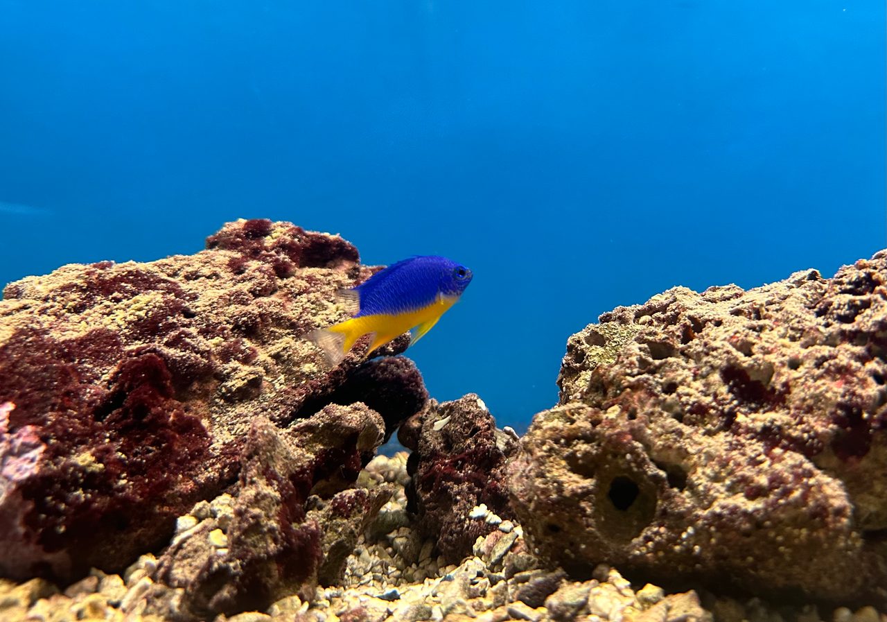 Azure Damselfish