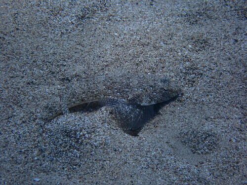 Blotchfin Dragonet