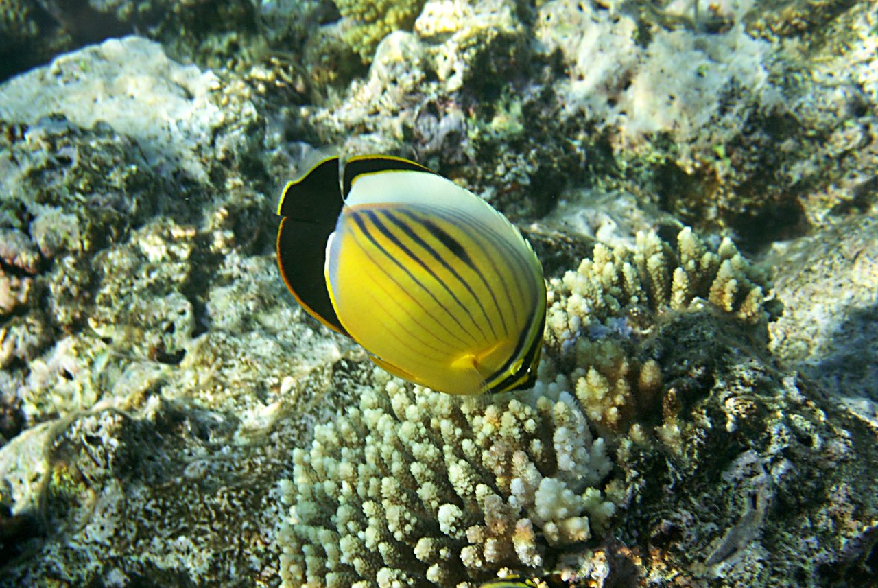 Blacktail Butterflyfish