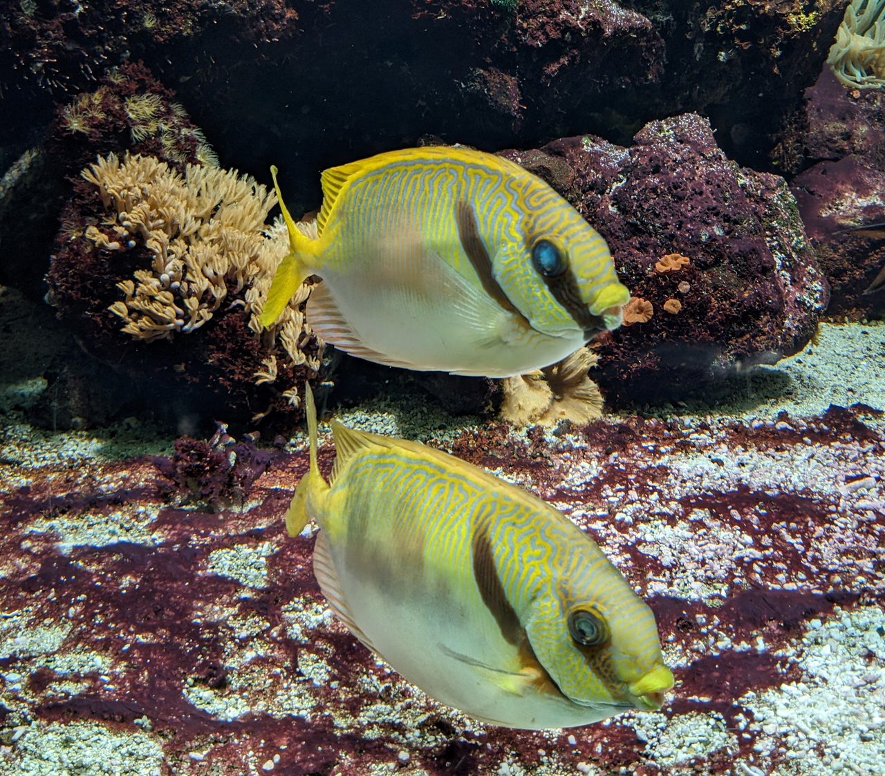 Two Barred Rabbitfish