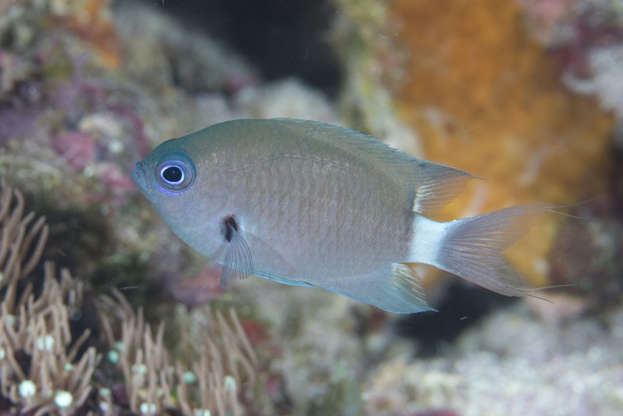 Delta Chromis