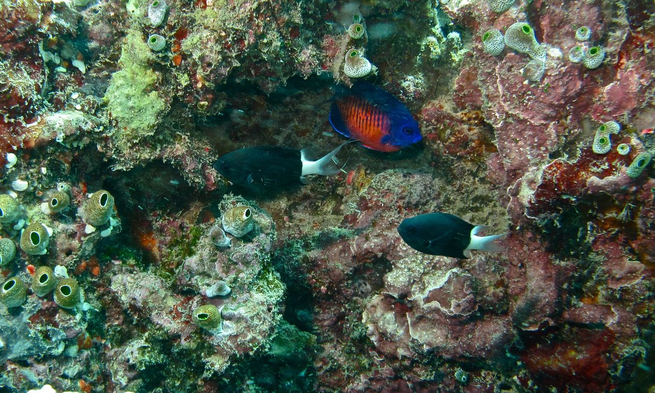 Coral Beauty Angelfish