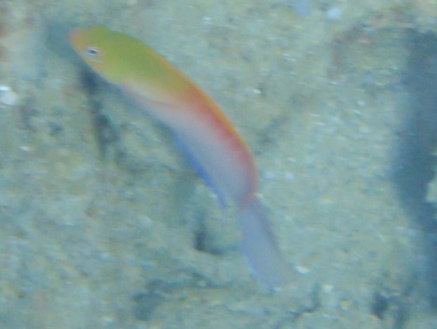 Green Dottyback