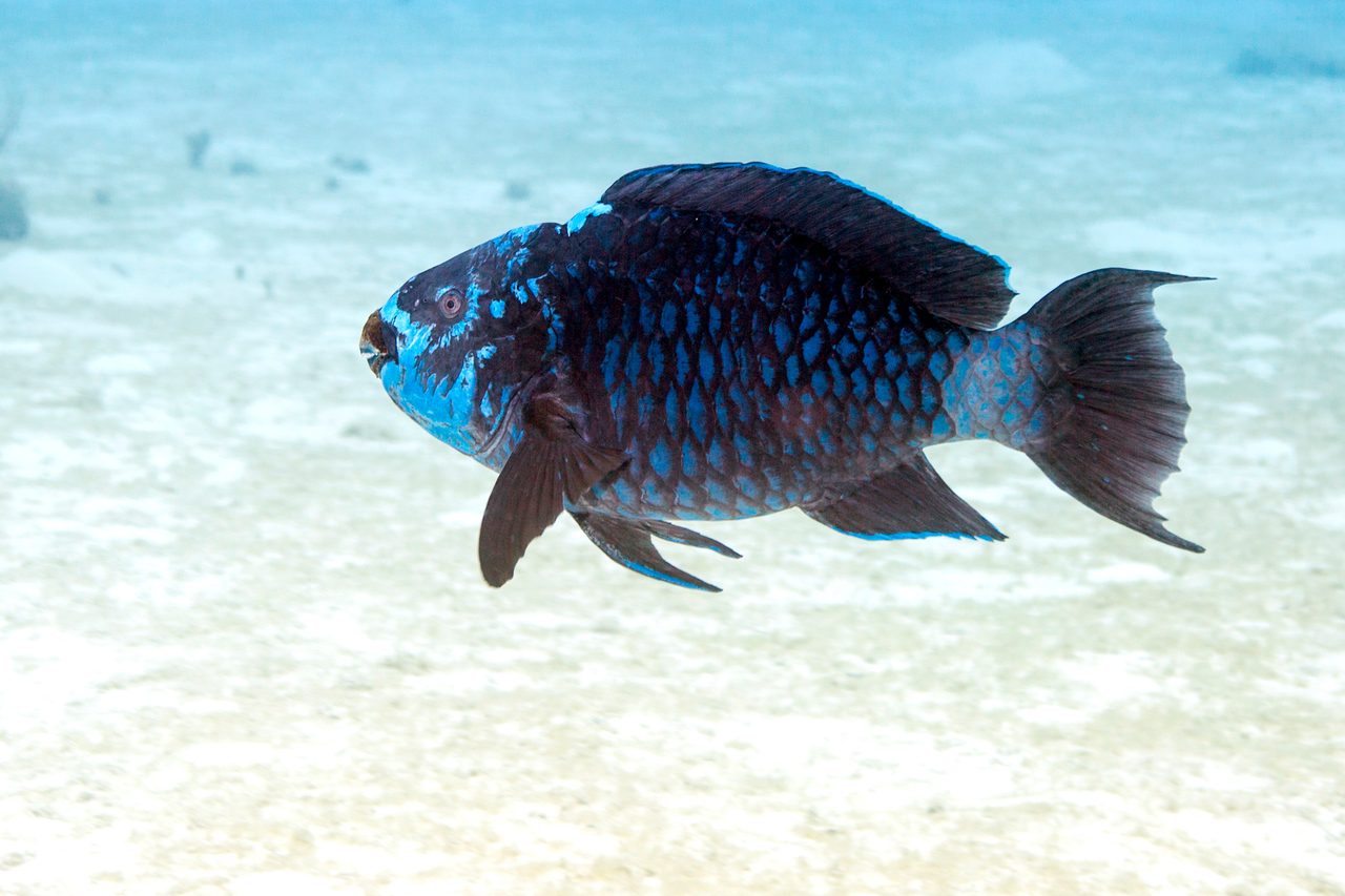Midnight Parrotfish