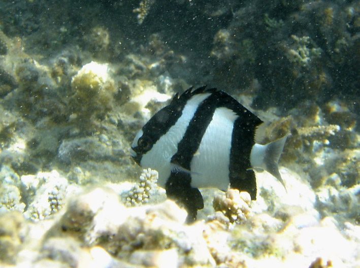 Three Stripe Damsel