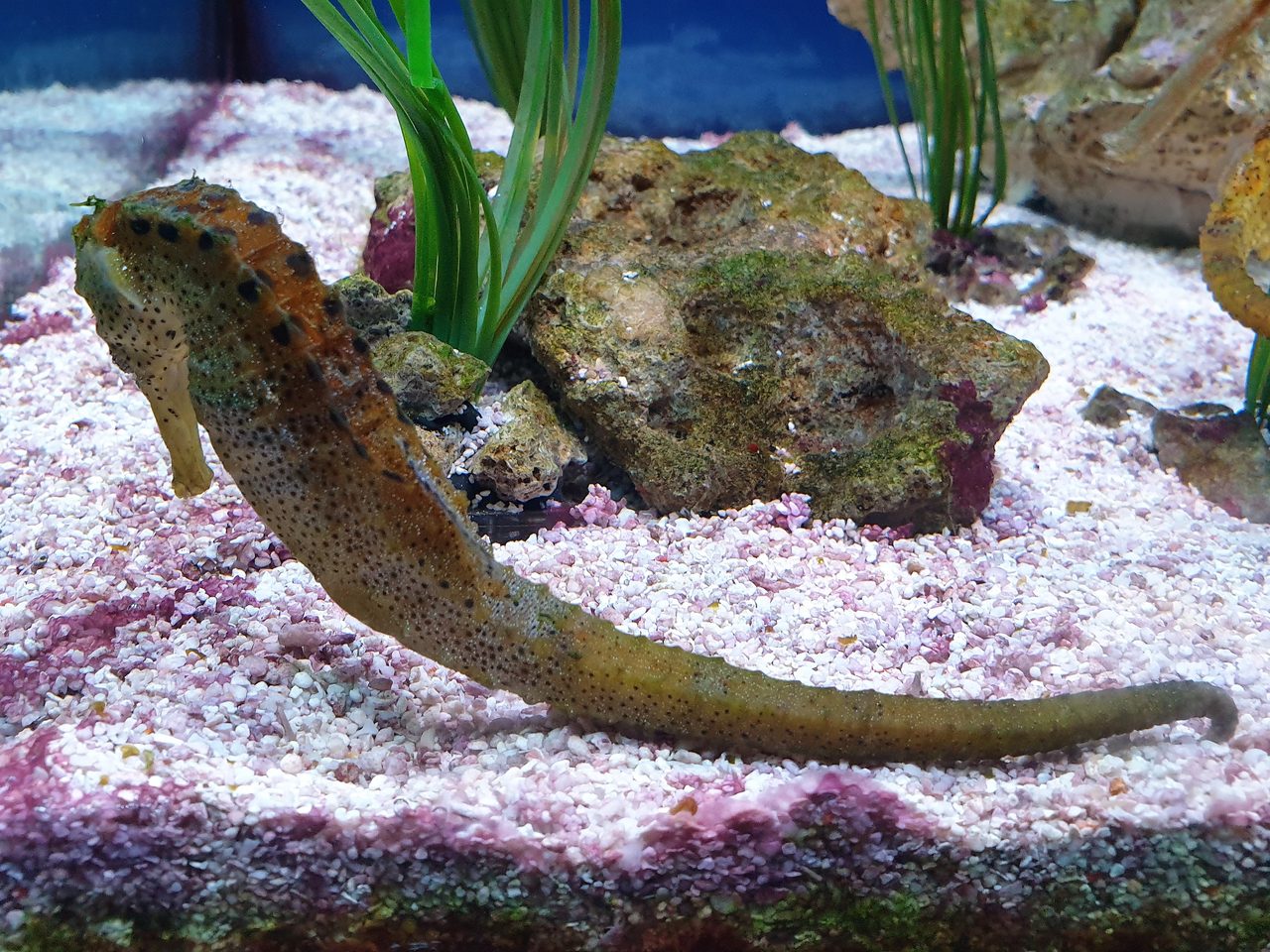 Yellow Seahorse