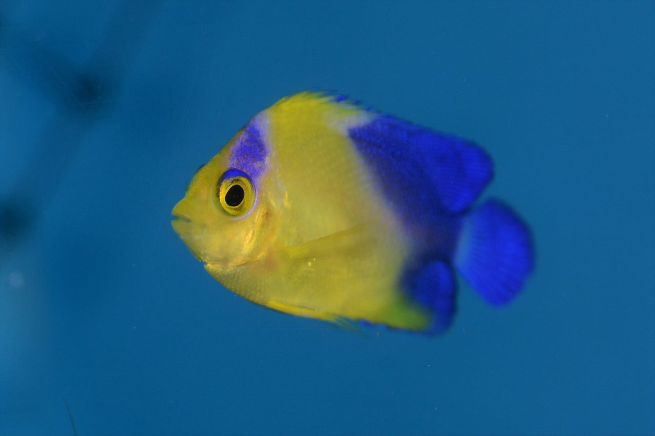 Purple Mask Angelfish