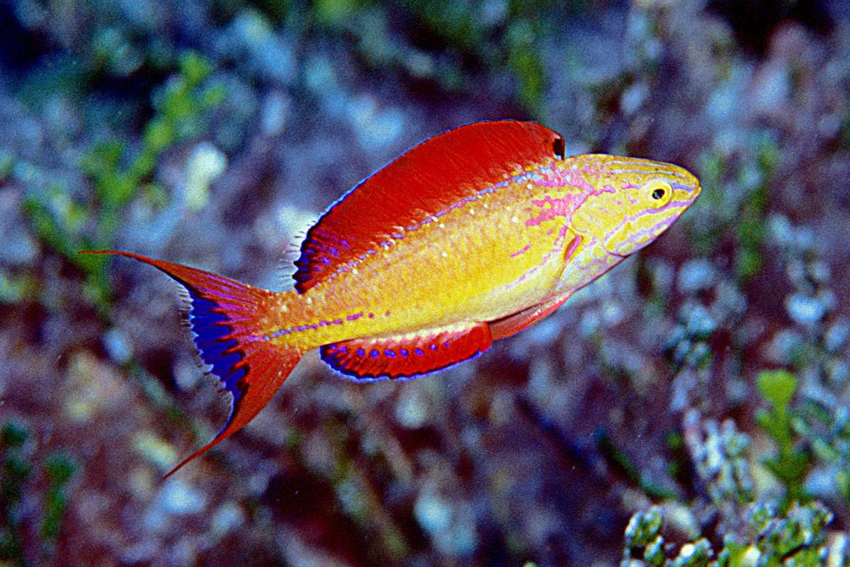 Johnson's Fairy Wrasse