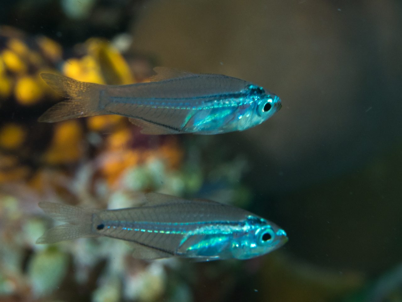 Slender Cardinalfish