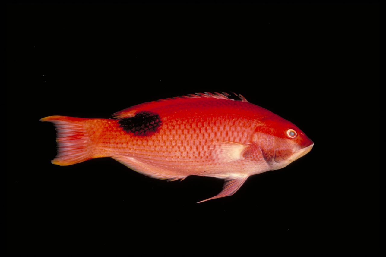Saddleback Hogfish