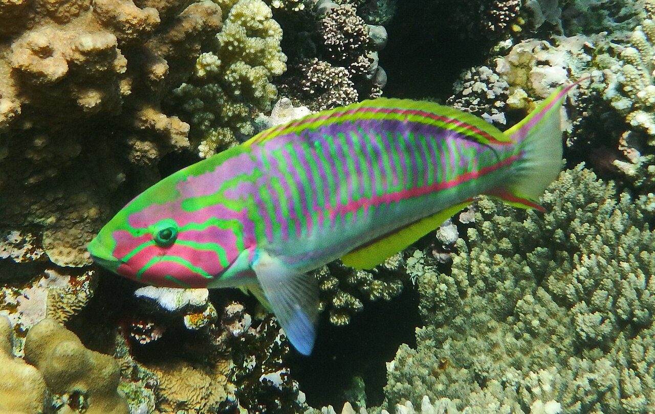 Klunzinger's Wrasse