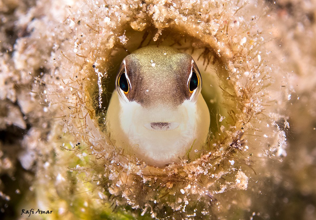 Krauss' Blenny