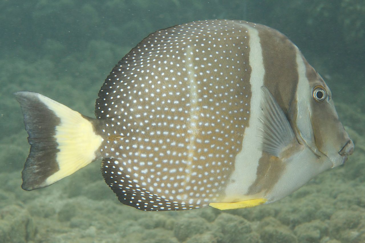 Whitespotted Surgeonfish