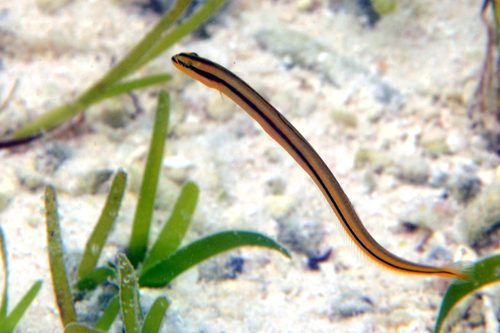 Onestripe Wormfish